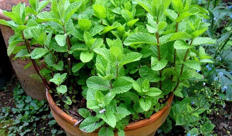 মুখে সুগন্ধ আনে দাঁত ভালো রাখে যে পাতা